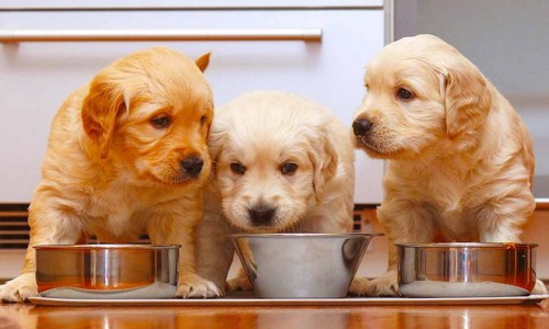 Chó con nên và không nên ăn gì? Xây dựng thực đơn chuẩn chỉnh cho cún con