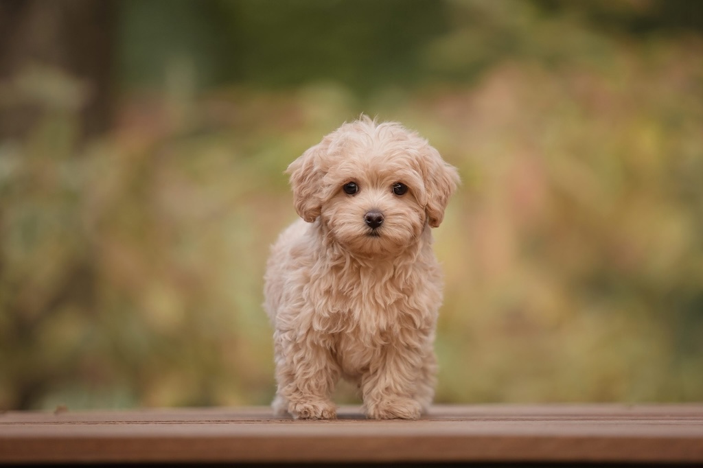hình ảnh chụp cận cảnh sắc nét một chú chó maltipoo