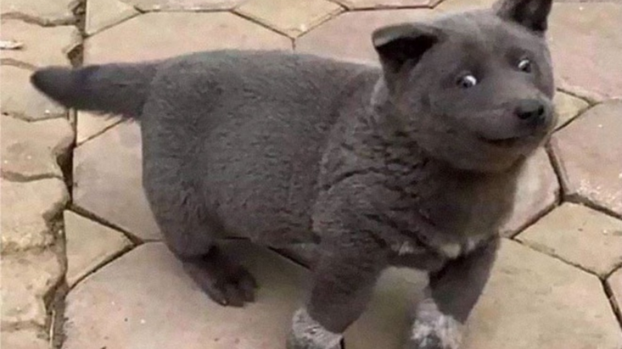 Nguyễn Văn Dúi là giống chó gì? Chú chó làm mưa làm gió khắp cõi mạng Việt Nam