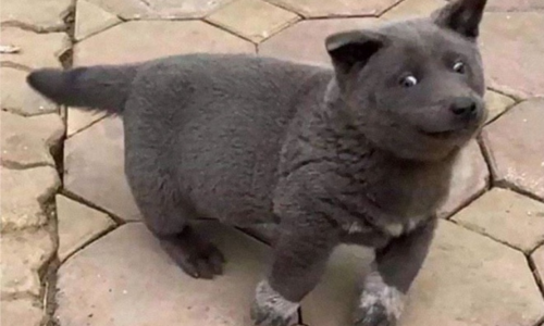 Nguyễn Văn Dúi là giống chó gì? Chú chó làm mưa làm gió khắp cõi mạng Việt Nam