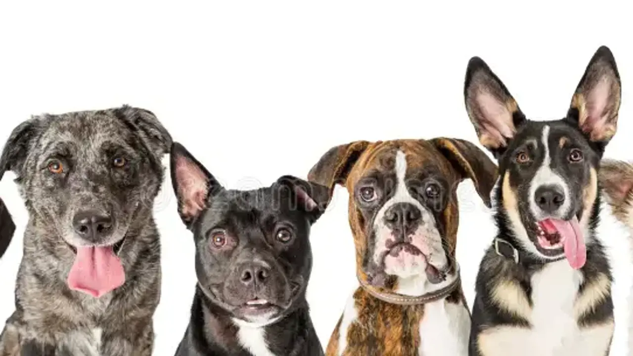 Chó ăn nhiều mà vẫn gầy: nguyên nhân và cách khắc phục