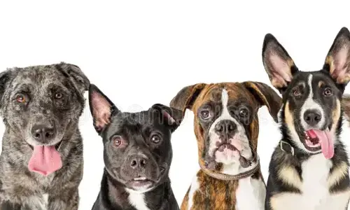 Chó ăn nhiều mà vẫn gầy: nguyên nhân và cách khắc phục