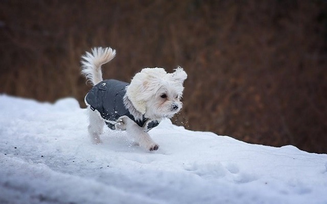 Cách chăm sóc chó vào mùa đông để boss luôn khỏe mạnh mạnh và ấm áp