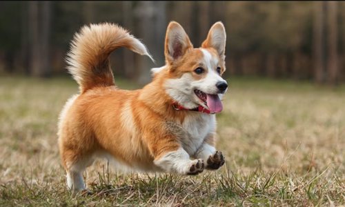 Những giống chó dễ thương khiến các con sen chỉ biết xỉu lên xỉu xuống