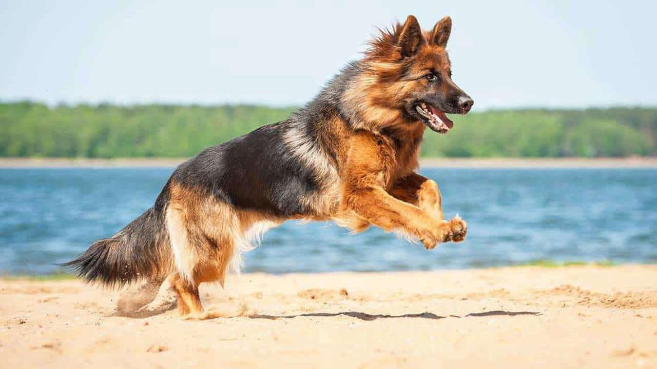 Tìm hiểu về loài chó chăn cừu Đức từ A-Z