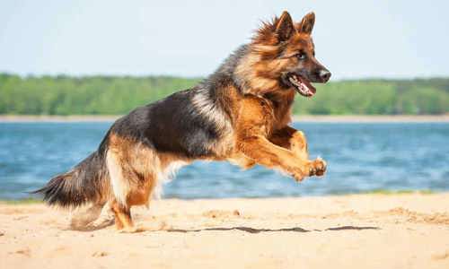 Tìm hiểu về loài chó chăn cừu Đức từ A-Z