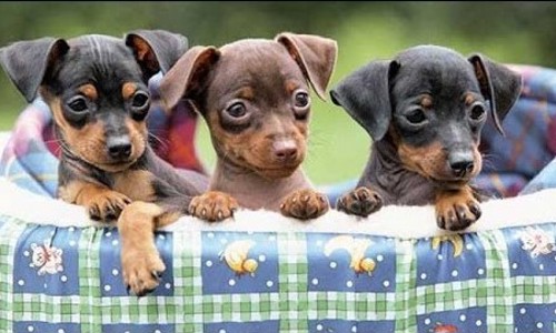 Phốc hươu - nhỏ bé thanh thoát đầy cá tính