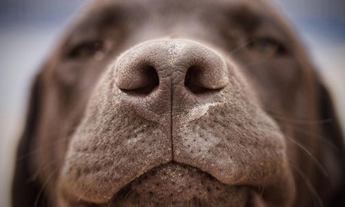 Thực hư về chó đánh hơi được ung thư – Giải mã dưới góc nhìn khoa học