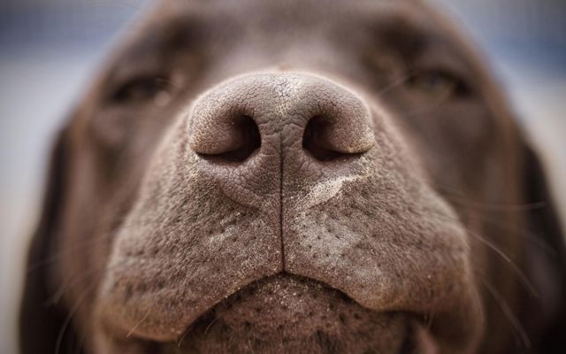 Thực hư về chó đánh hơi được ung thư – Giải mã dưới góc nhìn khoa học