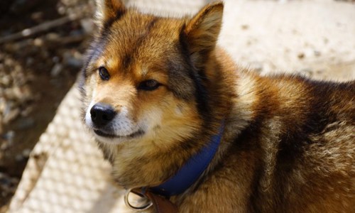 Những loài chó nổi tiếng đến từ Nhật Bản
