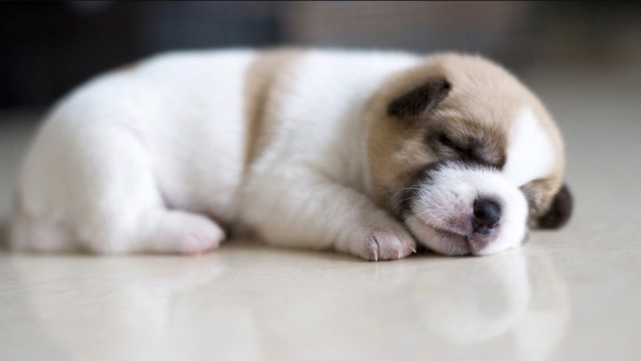 Cách dạy chó con làm quen khi về nhà mới cực đơn giản