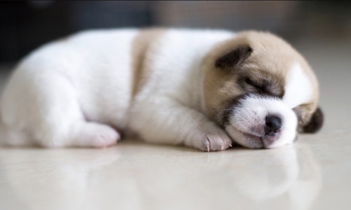 Cách dạy chó con làm quen khi về nhà mới cực đơn giản