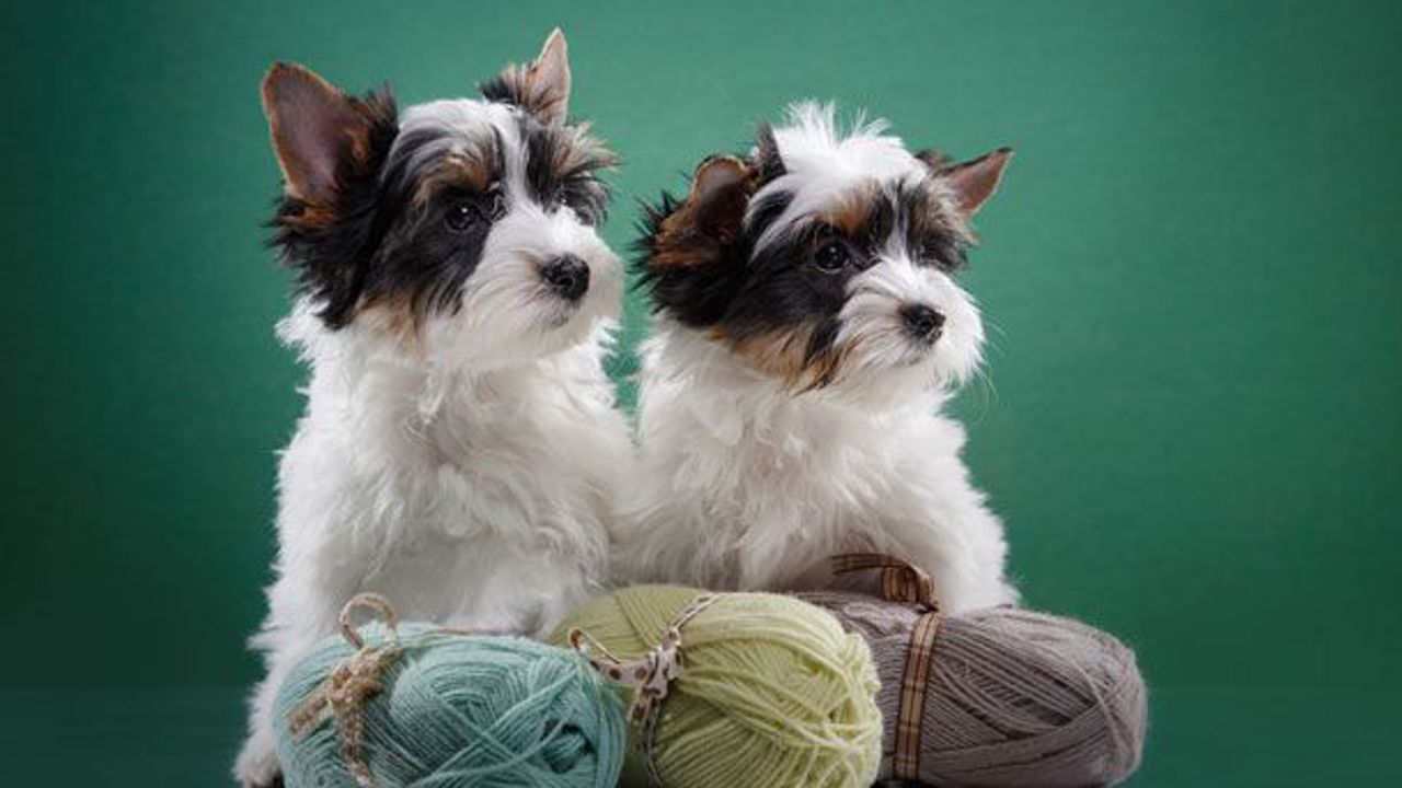 Top 5 giống chó cảnh sở hữu ngoại hình nhỏ nhắn