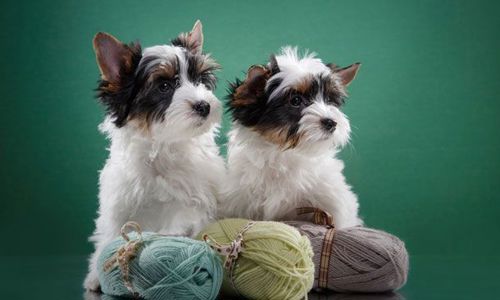 Top 5 giống chó cảnh sở hữu ngoại hình nhỏ nhắn