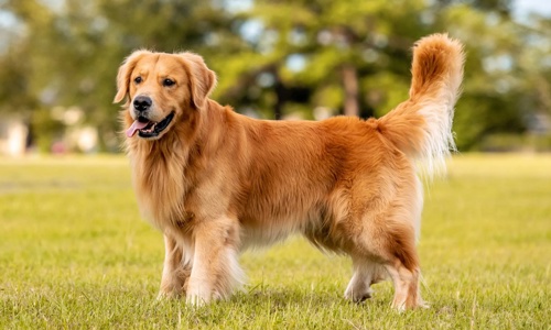  Tìm hiểu từ A đến Z về chó Golden Retriever