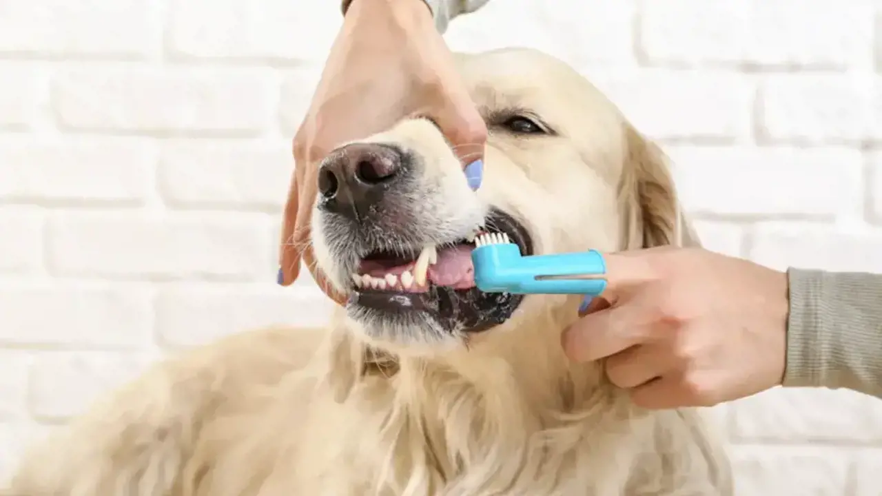 Mách bạn cách vệ sinh răng miệng cho chó đúng cách