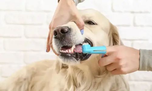 Mách bạn cách vệ sinh răng miệng cho chó đúng cách