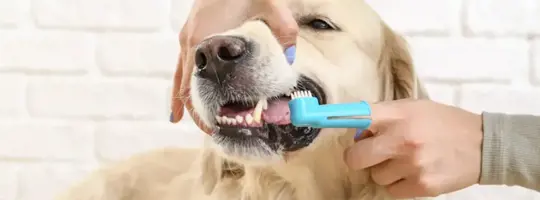 Mách bạn cách vệ sinh răng miệng cho chó đúng cách