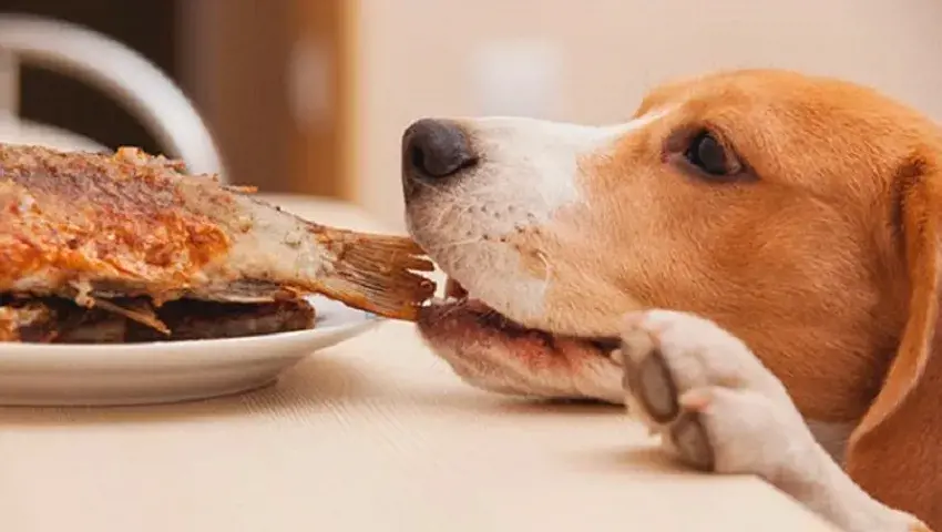 Hình ảnh chú chó ăn con cá trên đĩa