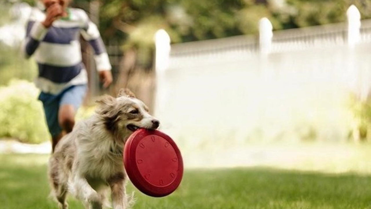 Top 5 trò chơi thú vị để bạn chơi cùng chú chó nhà mình