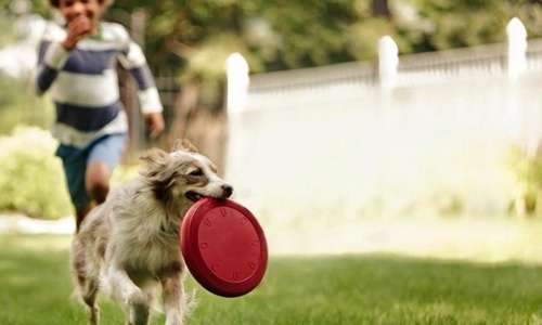 Top 5 trò chơi thú vị để bạn chơi cùng chú chó nhà mình