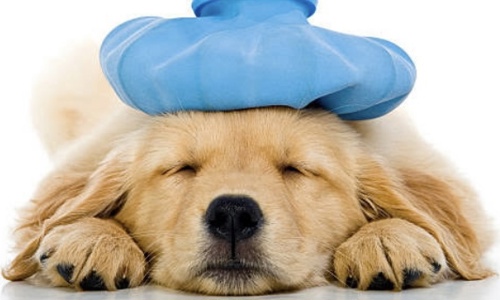 Chó bị động kinh: Nguyên nhân do đâu? Xử lý thế nào?