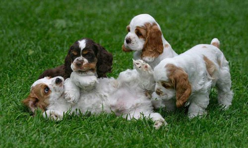 Chó Cocker Spaniel - Nguồn gốc, đặc điểm, cách nuôi và giá bán