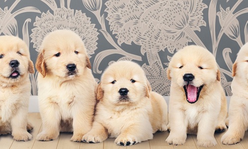 Golden Retriever - giống chó hiền kinh khủng