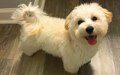 Chó Maltipoo - Sự lai tạo đáng yêu khó cưỡng giữa Poodle và Maltese