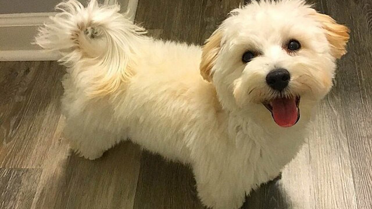 Chó Maltipoo - Sự lai tạo đáng yêu khó cưỡng giữa Poodle và Maltese