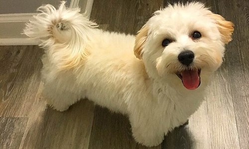 Chó Maltipoo - Sự lai tạo đáng yêu khó cưỡng giữa Poodle và Maltese