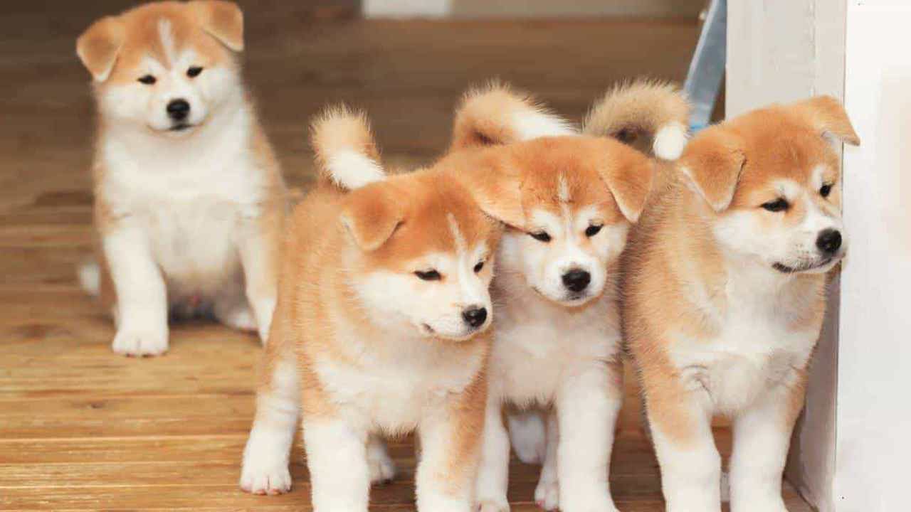 Top 7 giống chó cảnh đẹp dễ nuôi nhất ở Việt Nam