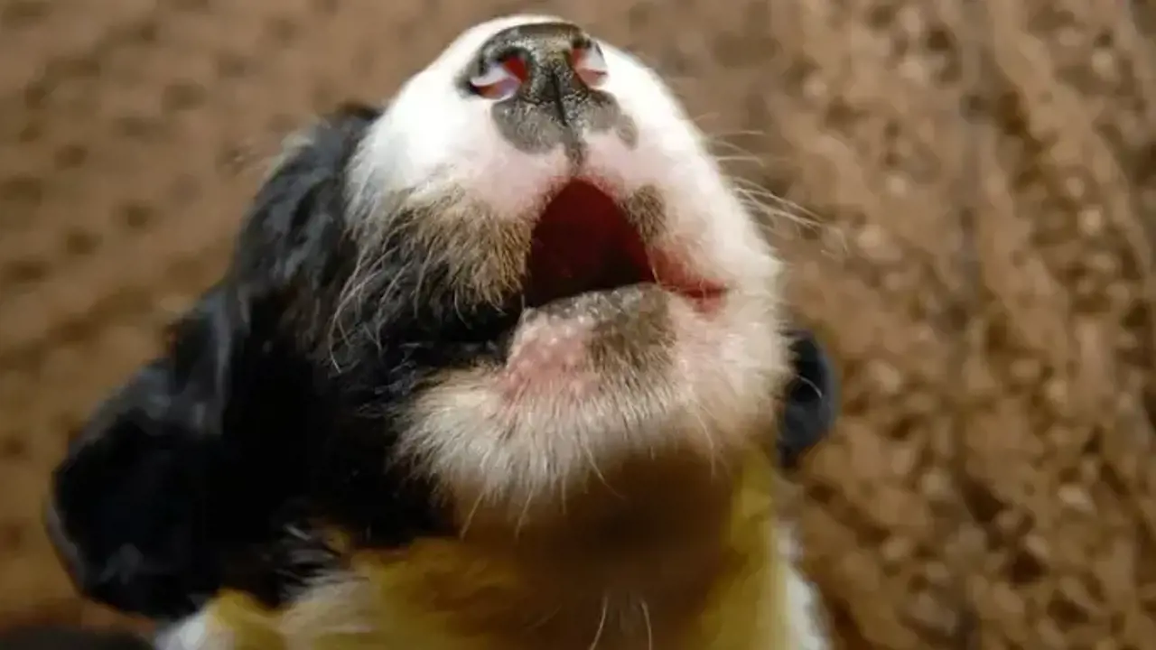 Vì sao chó con sủa khi ở một mình? Cách huấn luyện hiệu quả giúp chó bình tĩnh hơn