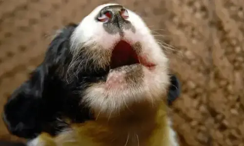 Vì sao chó con sủa khi ở một mình? Cách huấn luyện hiệu quả giúp chó bình tĩnh hơn