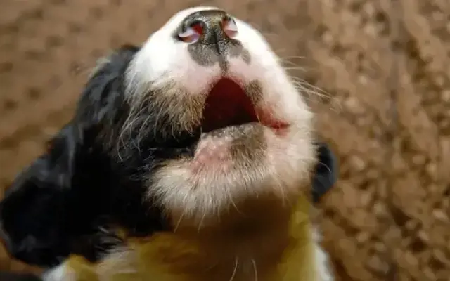 Vì sao chó con sủa khi ở một mình? Cách huấn luyện hiệu quả giúp chó bình tĩnh hơn