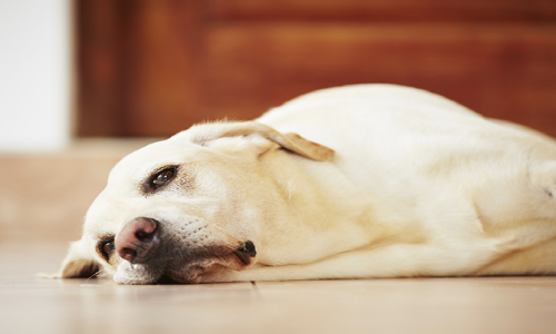 Chó có bị trầm cảm không? Các liệu pháp điều trị trầm cảm ở chó