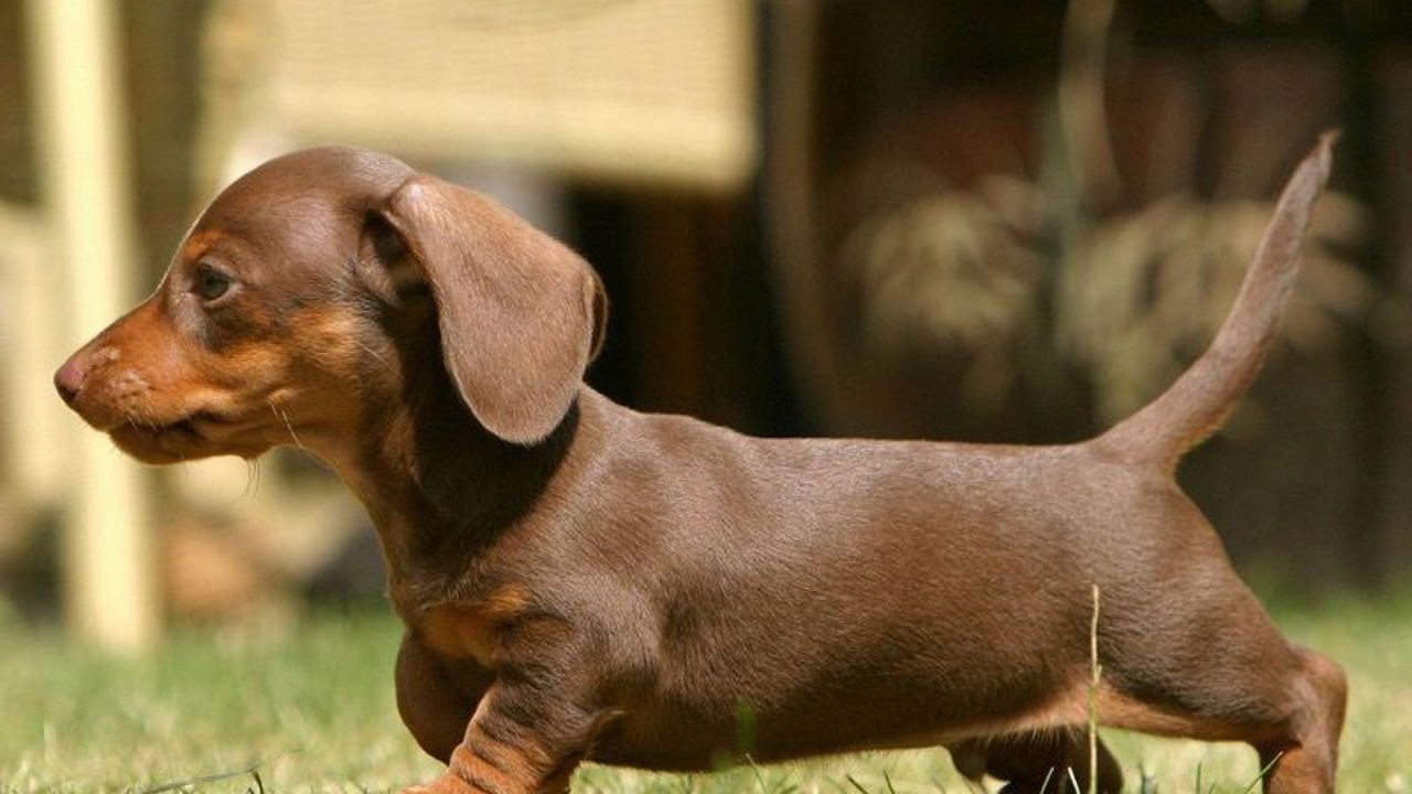 Top 7 giống chó thông minh và dễ chăm sóc nhất hiện nay