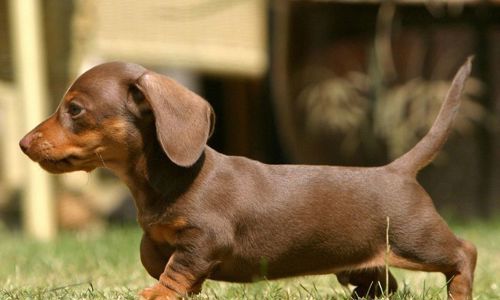 Top 7 giống chó thông minh và dễ chăm sóc nhất hiện nay