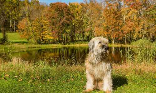 Top 7 giống chó được xem là bảo vật quốc gia của Hàn Quốc