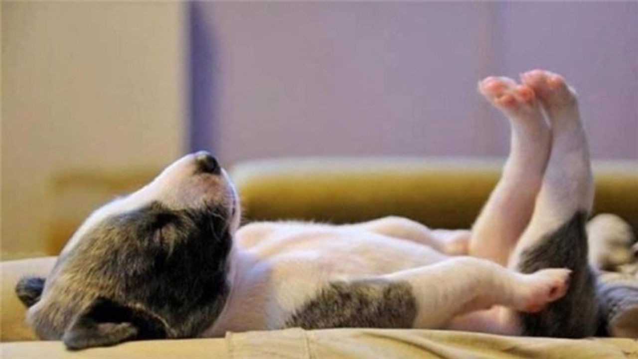 Giải mã ngôn ngữ cơ thể của chó – 7 hành vi hay bị chủ nuôi hiểu sai nhất