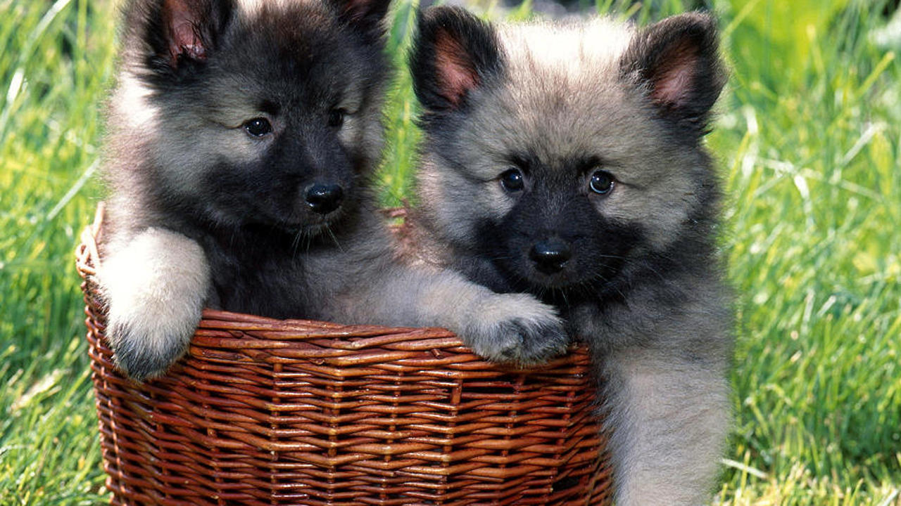 Keeshond - Giống chó đáng yêu được ít người biết đến