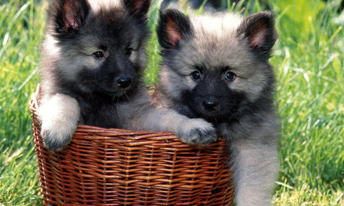 Keeshond - Giống chó đáng yêu được ít người biết đến