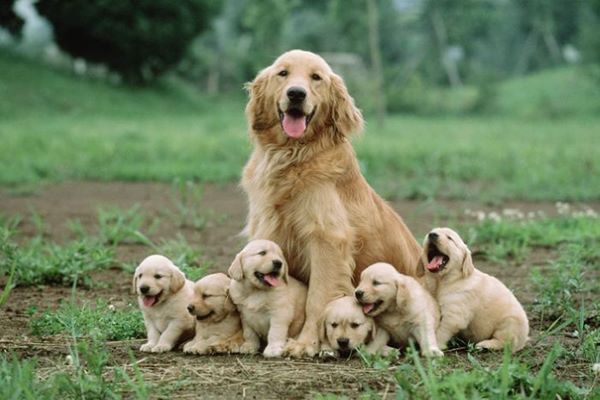 Chó mù chữ: Nguyên nhân và top 7 tips khắc phục hiệu quả