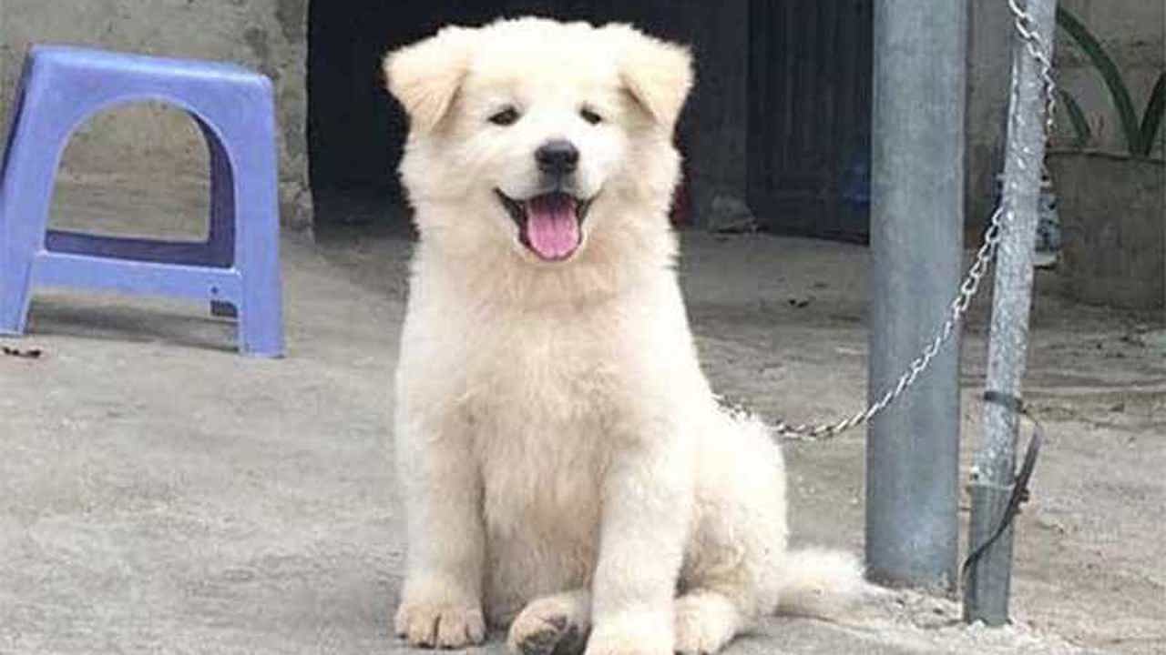 Chó Bắc Hà - chó trên núi cao có gì hay