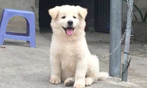 Chó Bắc Hà - chó trên núi cao có gì hay