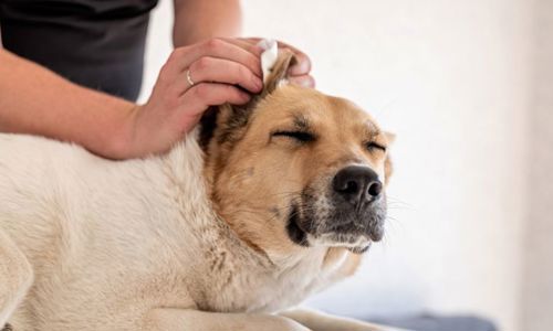 Mách bạn: cách vệ sinh tai chó sạch sẽ và an toàn