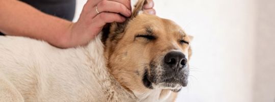 Mách bạn: cách vệ sinh tai chó sạch sẽ và an toàn