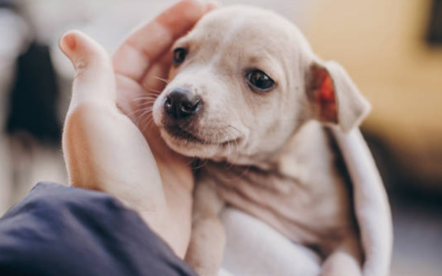 Chó con khóc đêm: Nguyên nhân và top 7 tips hiệu quả giúp boss ngủ ngon