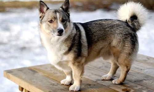 Chó lai là gì? Điểm mặt những giống chó lai phổ biến nhất nhất