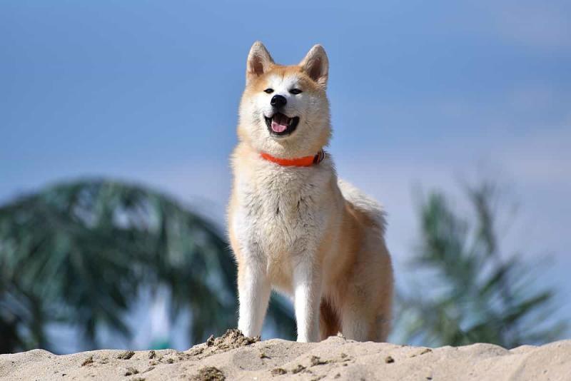 chú chó hachiko thuộc giống akita inu màu vàng 